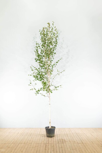 Betula utilis 'Doorenbos' Hochstamm Betula utilis 'Doorenbos' Hochstamm