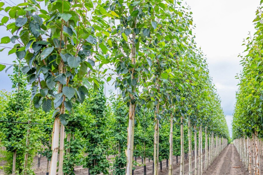 Betula utilis 'Doorenbos' HO 4/6 P/K Betula utilis 'Doorenbos' Hochstamm 4/6