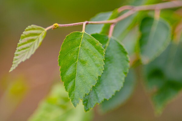 Betula utilis 'Doorenbos' beveerd