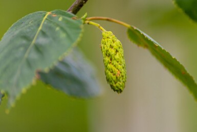 Betula utilis 'Doorenbos' stammbusch 10/12