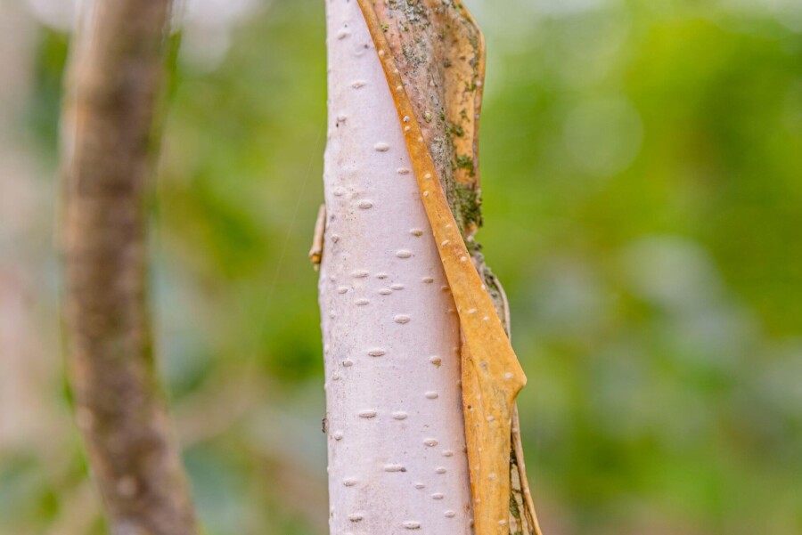Betula utilis 'Doorenbos' BE 8/10 P/K Betula utilis 'Doorenbos' Stammbusch 8/10