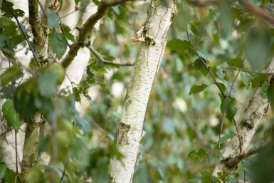 Betula utilis 'Doorenbos' stammbusch 10/12