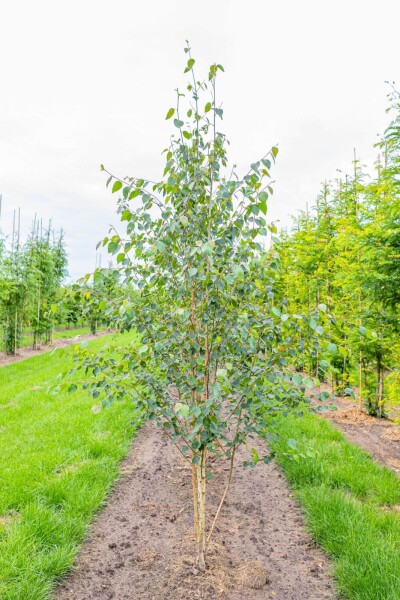 Betula utilis 'Doorenbos' mehrstämmig