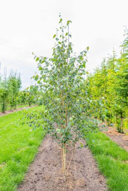 Betula utilis 'Doorenbos' mehrstämmig 250-300