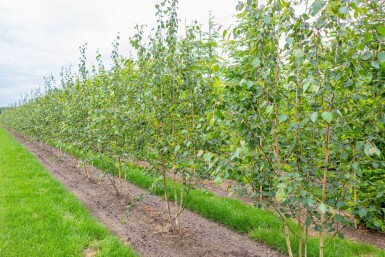 Betula utilis 'Doorenbos' mehrstämmig 250-300