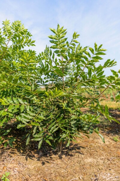 Carya illinoinensis Carya illinoinensis