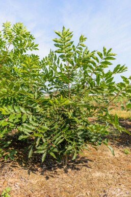 Carya illinoinensis