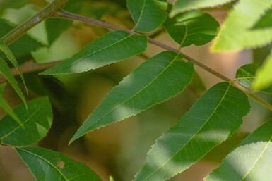 Carya illinoinensis