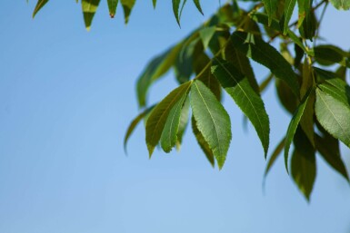 Carya illinoinensis hochstamm 12/14