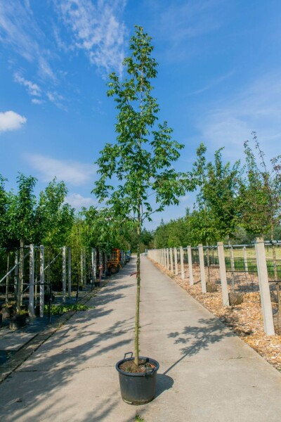 Carya illinoinensis hochstamm