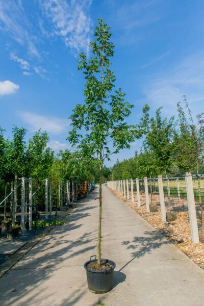 Carya illinoinensis Hochstamm Carya illinoinensis Hochstamm