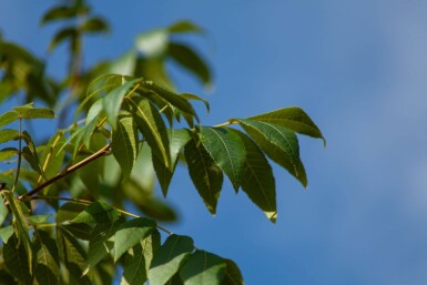 Carya illinoinensis hochstamm 12/14