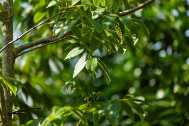 Carya illinoinensis hochstamm 12/14