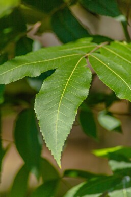 Carya illinoinensis hochstamm 12/14