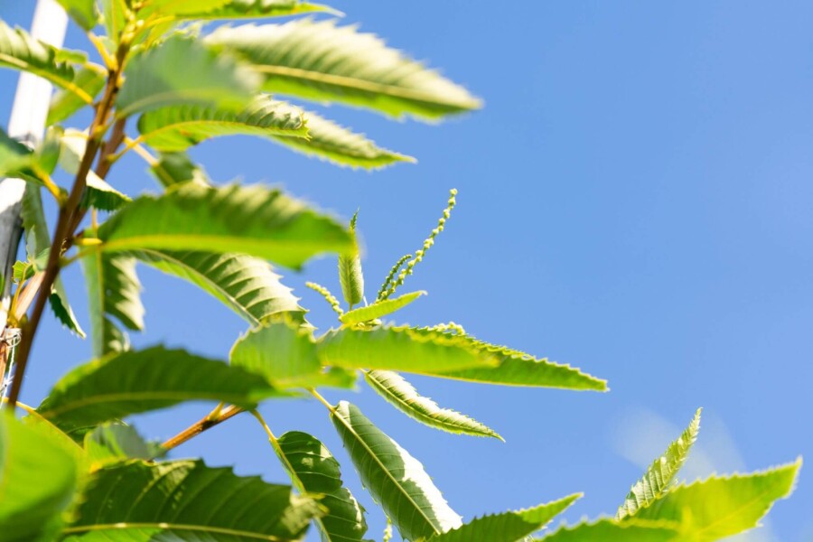Castanea sativa Castanea sativa