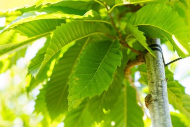 Castanea sativa hochstamm 4/6