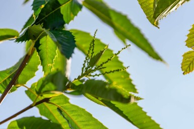 Castanea sativa hochstamm 4/6