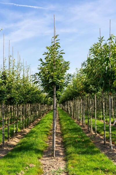 Castanea sativa Hochstamm Castanea sativa Hochstamm