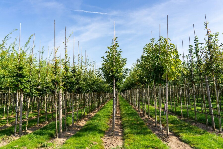 Castanea sativa HO 4/6 P/K Castanea sativa Hochstamm 4/6