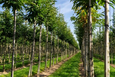 Castanea sativa hochstamm 4/6