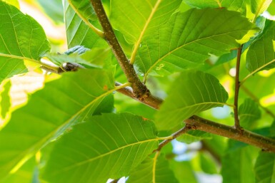 Castanea sativa hochstamm 4/6