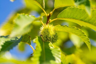 Castanea sativa hochstamm 4/6