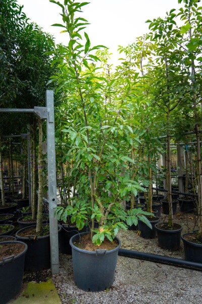 Castanea sativa Mehrstämmig Castanea sativa Mehrstämmig