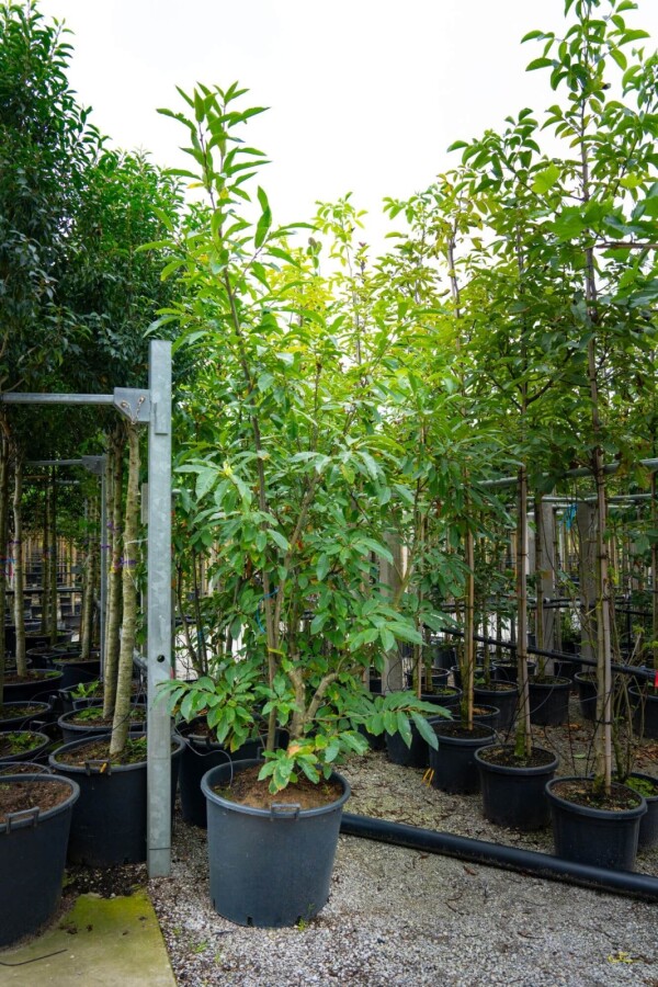 Castanea sativa ME 200-250 P/K Castanea sativa Mehrstämmig 200-250