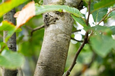 Castanea sativa mehrstämmig 200-250