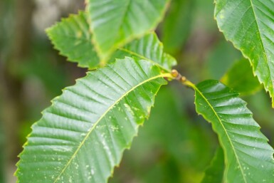 Castanea sativa mehrstämmig 200-250