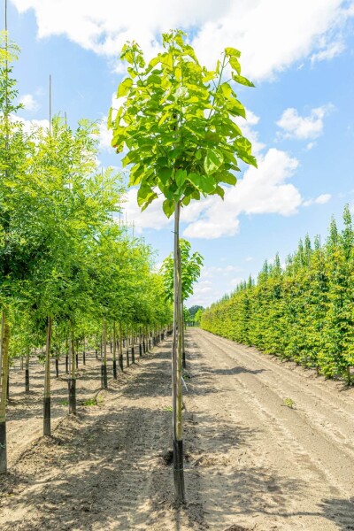 Catalpa bignonioides Catalpa bignonioides