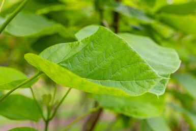 Catalpa bignonioides