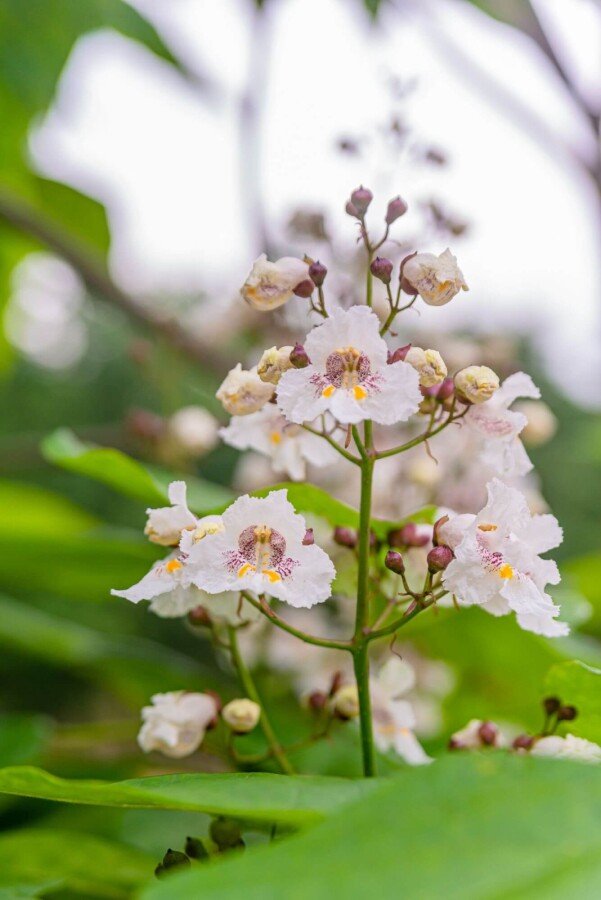 Catalpa bignonioides Catalpa bignonioides