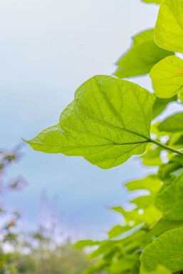 Catalpa bignonioides hochstamm 10/12