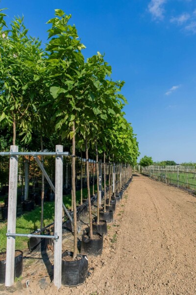 Catalpa bignonioides hoogstam