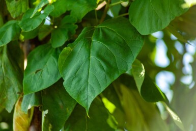 Catalpa bignonioides hochstamm 10/12