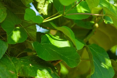 Catalpa bignonioides hochstamm 10/12