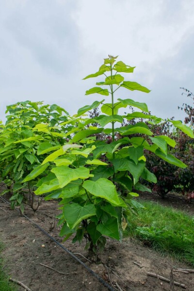 Catalpa bignonioides meerstammig