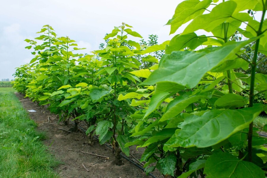 Catalpa bignonioides ME 200-250 P/K Catalpa bignonioides Mehrstämmig 200-250