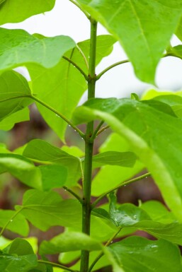 Catalpa bignonioides mehrstämmig 200-250