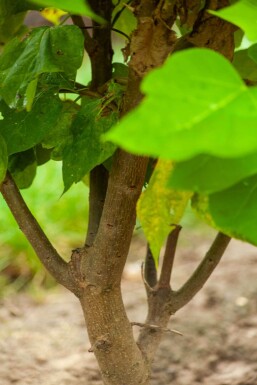 Catalpa bignonioides mehrstämmig 200-250