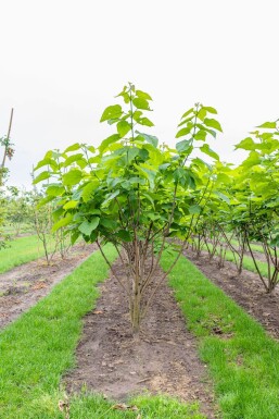 Catalpa bignonioides mehrstämmig 200-250