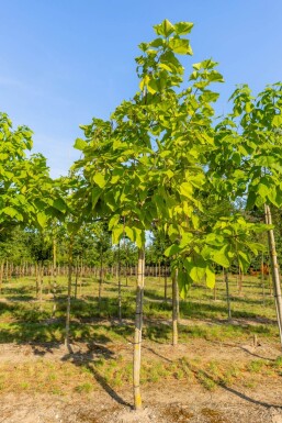 Catalpa bignonioides 'Aurea'