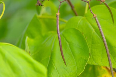 Catalpa bignonioides 'Aurea'