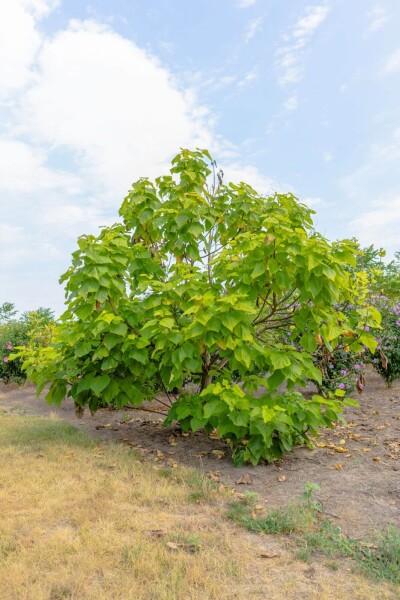 Catalpa bignonioides 'Aurea' meerstammig Catalpa bignonioides 'Aurea' meerstammig