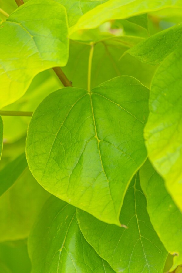 Catalpa 'Aurea' ME 200-250 P/K Catalpa bignonioides 'Aurea' Mehrstämmig 200-250
