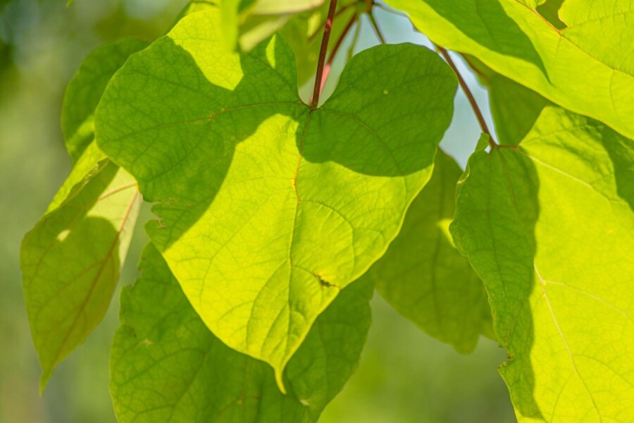 Catalpa 'Aurea' ME 200-250 P/K Catalpa bignonioides 'Aurea' Mehrstämmig 200-250