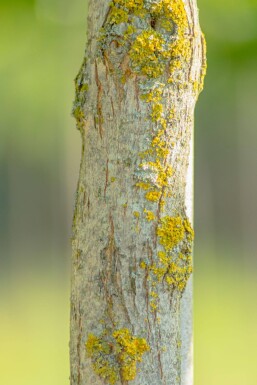 Catalpa bignonioides 'Aurea' mehrstämmig 200-250