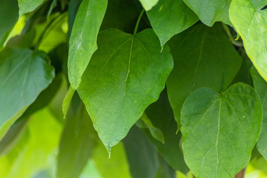Catalpa bignonioides 'Nana' Catalpa bignonioides 'Nana'