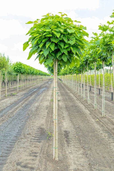 Catalpa bignonioides 'Nana' hoogstam